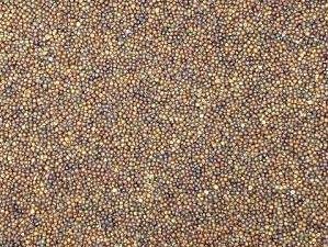 Canola Seed