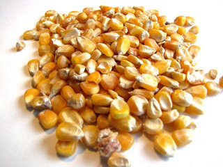 corn maize grain