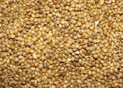 millet grain