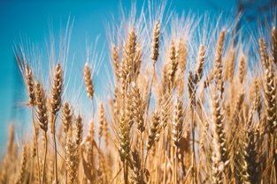 Milling Wheat