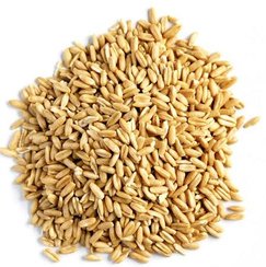 oat grain