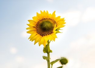 Sunflower Seed